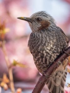 Preview wallpaper brown-eared bulbul, bird, beak, wildlife