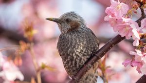 Preview wallpaper brown-eared bulbul, bird, beak, wildlife