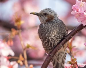 Preview wallpaper brown-eared bulbul, bird, beak, wildlife