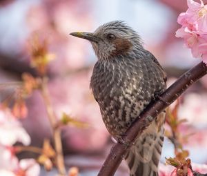 Preview wallpaper brown-eared bulbul, bird, beak, wildlife