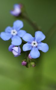 Preview wallpaper brunner flower, macro, bud, petals, blur