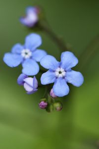 Preview wallpaper brunner flower, macro, bud, petals, blur