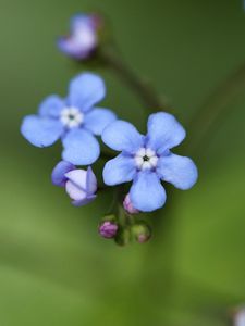 Preview wallpaper brunner flower, macro, bud, petals, blur