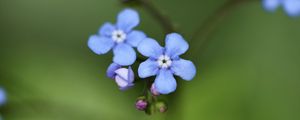 Preview wallpaper brunner flower, macro, bud, petals, blur