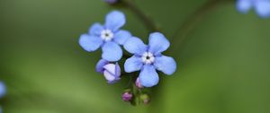 Preview wallpaper brunner flower, macro, bud, petals, blur