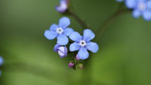 Preview wallpaper brunner flower, macro, bud, petals, blur