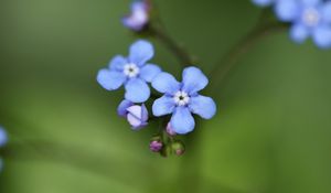 Preview wallpaper brunner flower, macro, bud, petals, blur