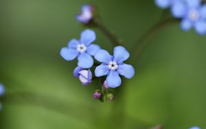 Preview wallpaper brunner flower, macro, bud, petals, blur