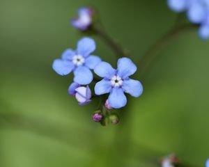 Preview wallpaper brunner flower, macro, bud, petals, blur