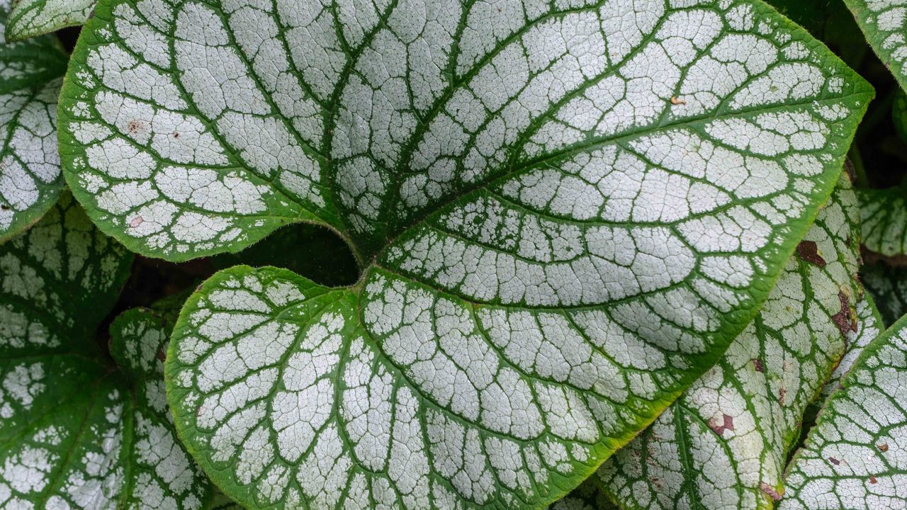 Wallpaper brunnera macrophylla, great forget-me-not, plant, leaves, macro