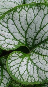 Preview wallpaper brunnera macrophylla, great forget-me-not, plant, leaves, macro