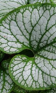 Preview wallpaper brunnera macrophylla, great forget-me-not, plant, leaves, macro