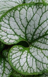 Preview wallpaper brunnera macrophylla, great forget-me-not, plant, leaves, macro