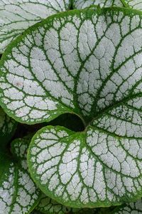 Preview wallpaper brunnera macrophylla, great forget-me-not, plant, leaves, macro