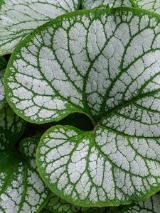 Preview wallpaper brunnera macrophylla, great forget-me-not, plant, leaves, macro