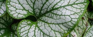 Preview wallpaper brunnera macrophylla, great forget-me-not, plant, leaves, macro