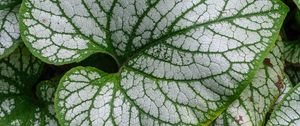 Preview wallpaper brunnera macrophylla, great forget-me-not, plant, leaves, macro