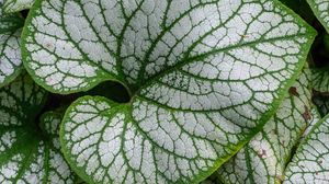 Preview wallpaper brunnera macrophylla, great forget-me-not, plant, leaves, macro