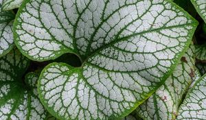 Preview wallpaper brunnera macrophylla, great forget-me-not, plant, leaves, macro