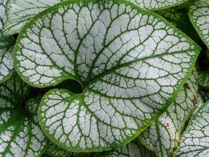 Preview wallpaper brunnera macrophylla, great forget-me-not, plant, leaves, macro