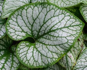 Preview wallpaper brunnera macrophylla, great forget-me-not, plant, leaves, macro