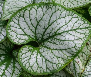 Preview wallpaper brunnera macrophylla, great forget-me-not, plant, leaves, macro