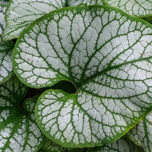 Preview wallpaper brunnera macrophylla, great forget-me-not, plant, leaves, macro