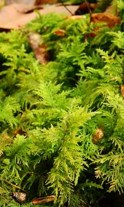 Preview wallpaper bryophytes, moss, grass