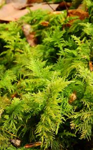 Preview wallpaper bryophytes, moss, grass