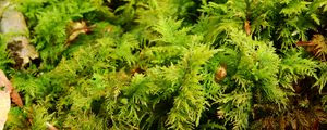 Preview wallpaper bryophytes, moss, grass