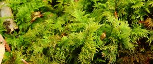 Preview wallpaper bryophytes, moss, grass