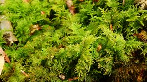 Preview wallpaper bryophytes, moss, grass