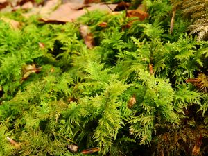 Preview wallpaper bryophytes, moss, grass