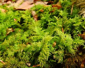 Preview wallpaper bryophytes, moss, grass