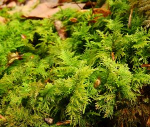 Preview wallpaper bryophytes, moss, grass