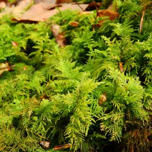 Preview wallpaper bryophytes, moss, grass