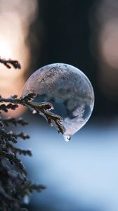 Preview wallpaper bubble, branch, ice, macro