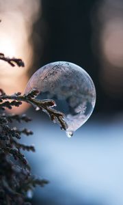 Preview wallpaper bubble, branch, ice, macro