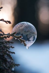 Preview wallpaper bubble, branch, ice, macro