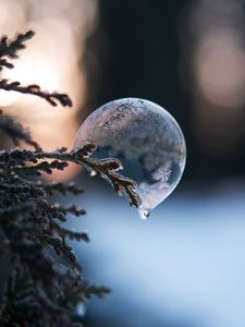 Preview wallpaper bubble, branch, ice, macro