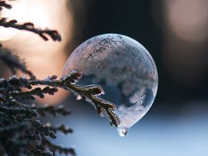 Preview wallpaper bubble, branch, ice, macro