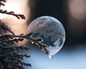 Preview wallpaper bubble, branch, ice, macro