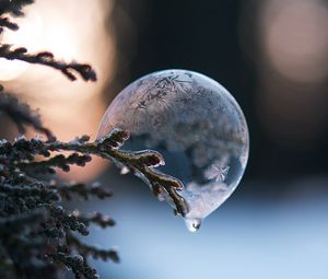 Preview wallpaper bubble, branch, ice, macro