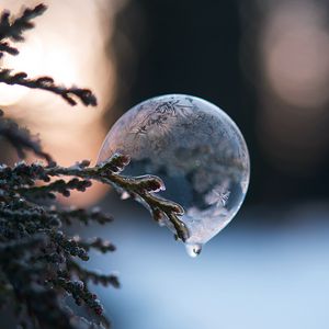 Preview wallpaper bubble, branch, ice, macro