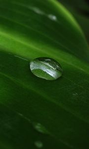 Preview wallpaper bubble, leaf, circle, water, drops