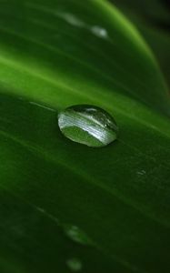 Preview wallpaper bubble, leaf, circle, water, drops