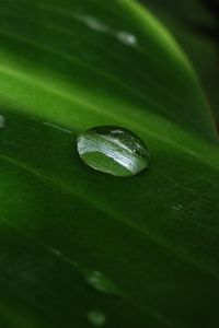 Preview wallpaper bubble, leaf, circle, water, drops