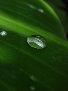 Preview wallpaper bubble, leaf, circle, water, drops