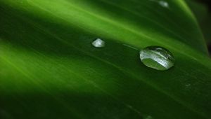 Preview wallpaper bubble, leaf, circle, water, drops