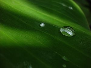 Preview wallpaper bubble, leaf, circle, water, drops